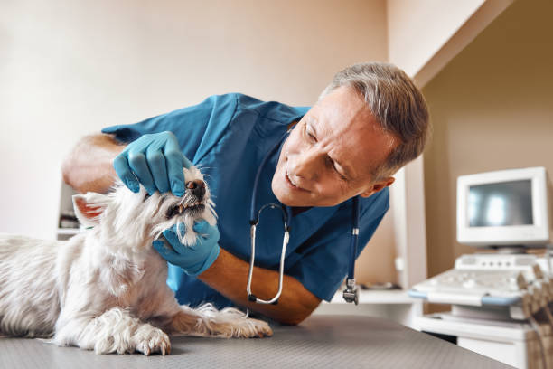 Best Emergency Root Canal Treatment in Anahola, HI